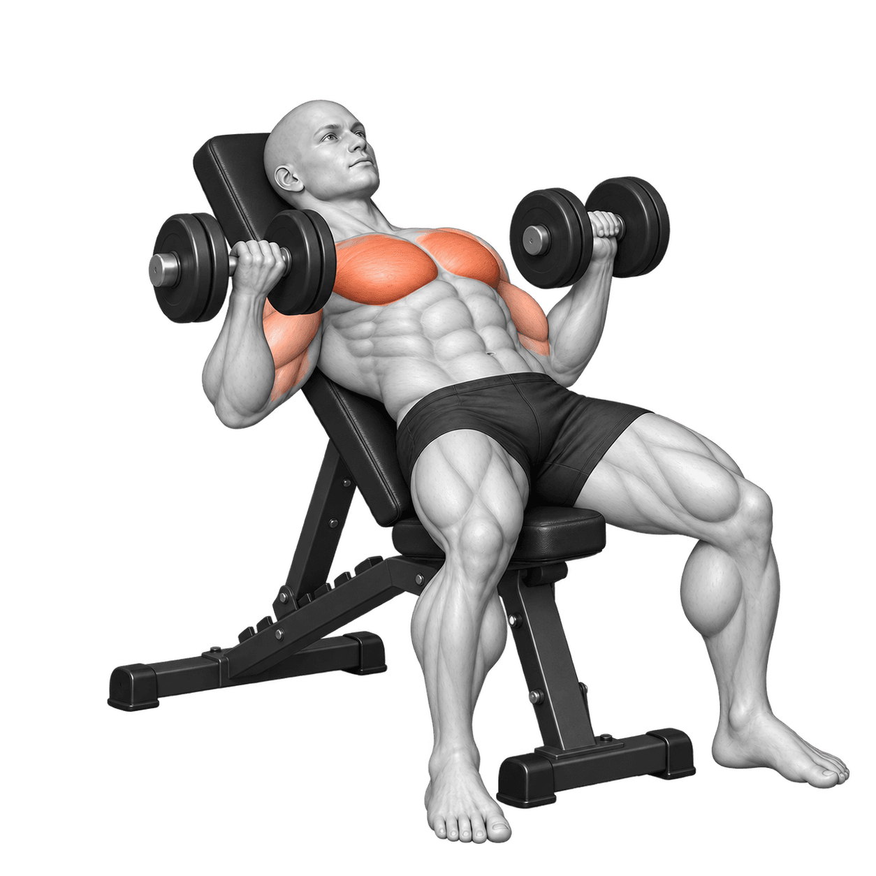 Lifter pressing dumbbells from an inclined bench with the upper chest highlighted